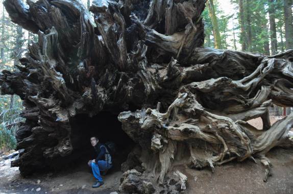 As raízes de uma sequoia que já caiu há mais de 100 anos no Yosemite National Park, na Califórnia, nos Estados Unidos